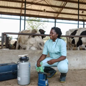 Cattle Artificial Insermination