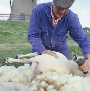 Sheep Pregnancy Diagnosis
