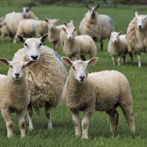 Ewe