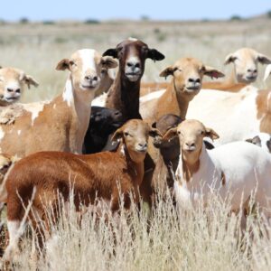Live  sheep (Meat master)