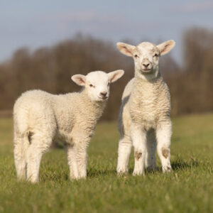 Lamb