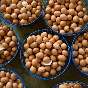 Fertile Eggs