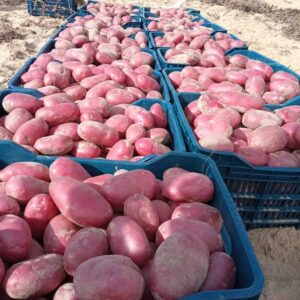 Sweet potatoes - per kg