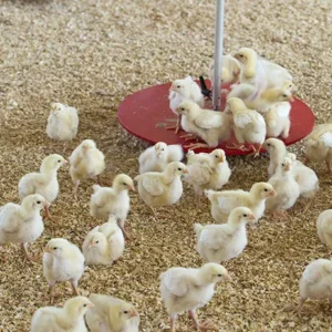 Day Old Chicks