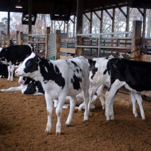 Heifers