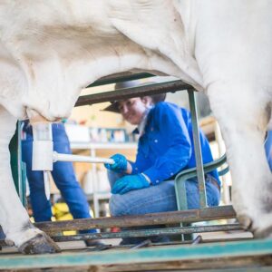 Cattle Semen Collection