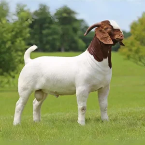 Buck