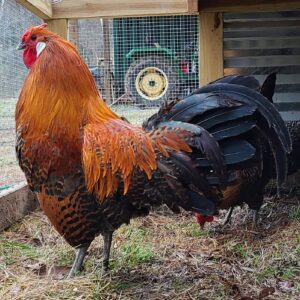 Layer Rooster