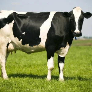 Cow