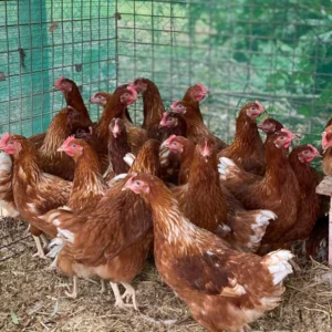 Point Of Lay Chicken