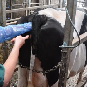 Cattle In Vitro Fertilization