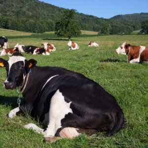 Cattle Pregnancy Diognosis