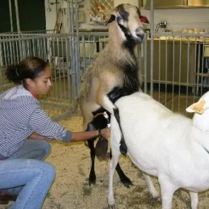 Goat Semen Collection