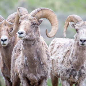 Ram