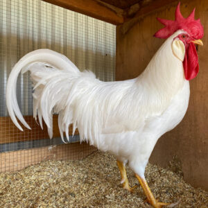 Parent Rooster