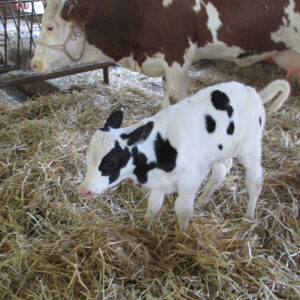 Cattle Embroy Transfer