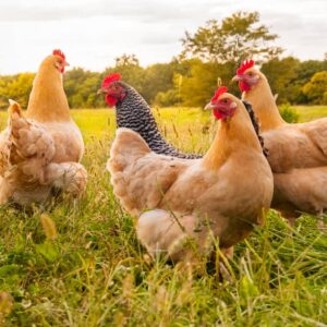Hens Live