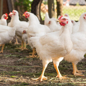 Broiler Chickens (Live)