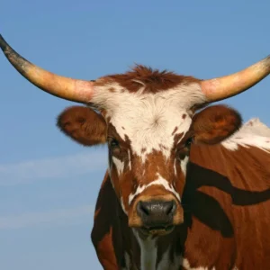 Steers