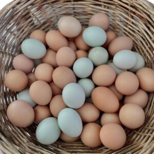 Broiler Fertile Eggs