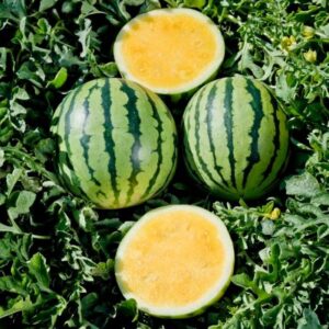Hard melons - each