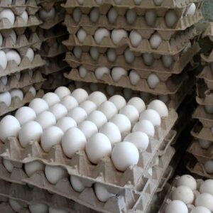 Layer Fertile Eggs