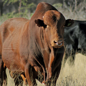 Bull