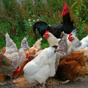 Free Range Live Hens - each