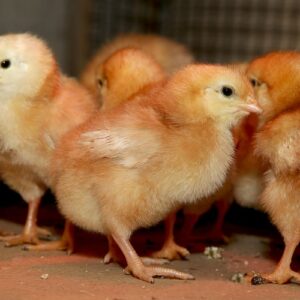 Layer Day Old Chicks